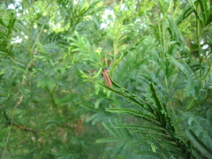 Rhinotia venusta