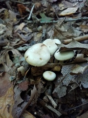 Lyophyllum
