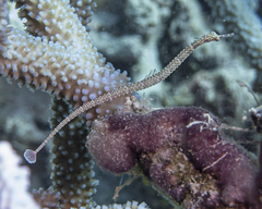 Corythoichthys schultzi