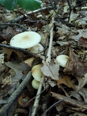 Lyophyllum