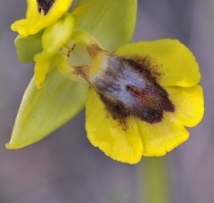 Ophrys lutea