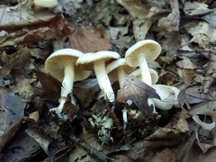 Lyophyllum