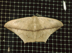 Prochoerodes marciana