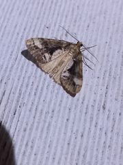 Pseudocoremia leucelaea