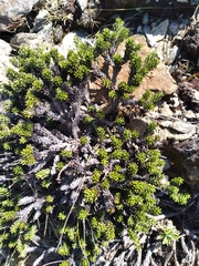 Celmisia ramulosa tuberculata