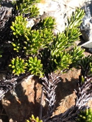 Celmisia ramulosa tuberculata