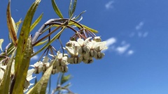 Gomphocarpus