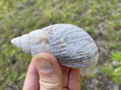 Lissachatina immaculata