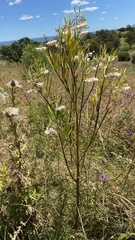 Gomphocarpus