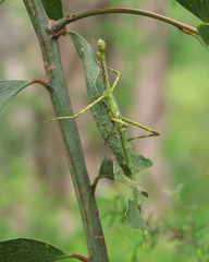 Anchiale austrotessulata
