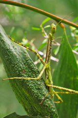 Anchiale austrotessulata