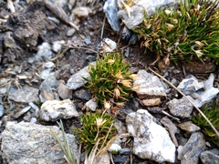 Colobanthus strictus