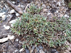Poa pygmaea