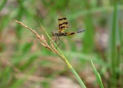 Rhyothemis graphiptera