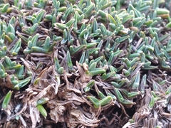 Poa pygmaea