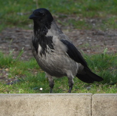 Corvus cornix