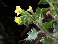 Hyoscyamus albus