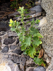 Hyoscyamus albus
