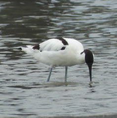 Recurvirostra avosetta