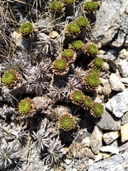 Hectorella caespitosa