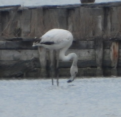 Phoenicopterus roseus