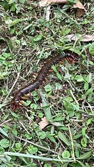 Scolopendra multidens