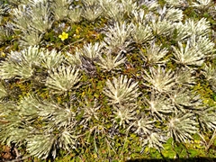 Celmisia sessiliflora