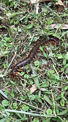 Scolopendra multidens