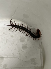Scolopendra multidens