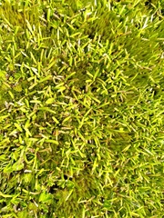 Abrotanella caespitosa