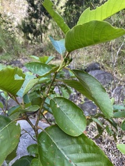 Litsea glutinosa