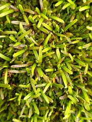 Abrotanella caespitosa