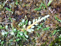 Kelleria paludosa