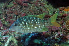 Lethrinus erythracanthus