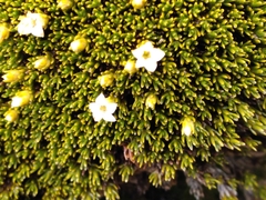 Dracophyllum muscoides