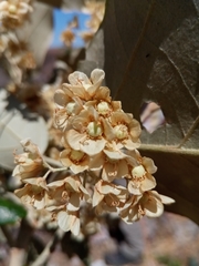 Dombeya lucida