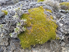 Dracophyllum muscoides