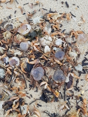 Polybius henslowii