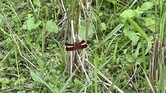 Neurothemis terminata