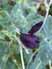 Macroptilium atropurpureum