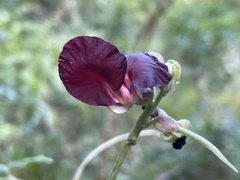 Macroptilium atropurpureum