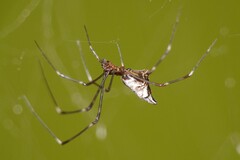 Argyrodes fissifrons