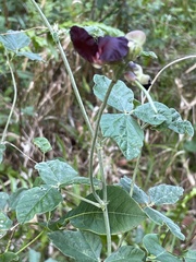 Macroptilium atropurpureum