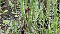 Neurothemis terminata