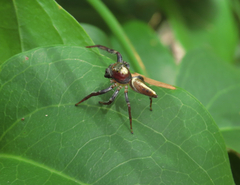 Opisthoncus quadratarius
