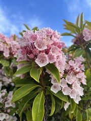 Kalmia
