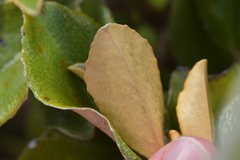 Brachyglottis elaeagnifolia