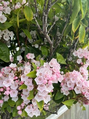 Kalmia