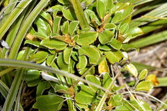 Brachyglottis elaeagnifolia