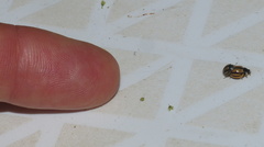 Cheilomenes propinqua